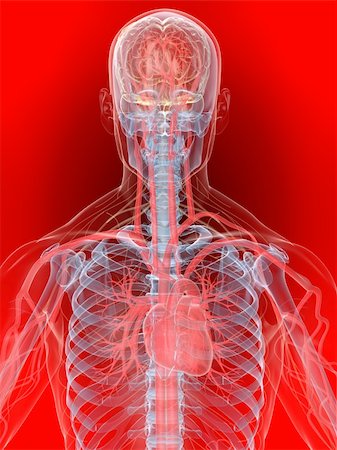 3d rendered anatomy illustration of a human shape with vascular system from brain and heart Stock Photo - Budget Royalty-Free & Subscription, Code: 400-05122218