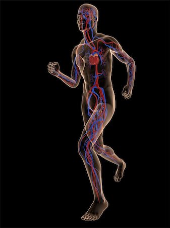 simsearch:400-04103615,k - 3d rendered illustration of a transparent running man with vascular system Foto de stock - Super Valor sin royalties y Suscripción, Código: 400-05122224