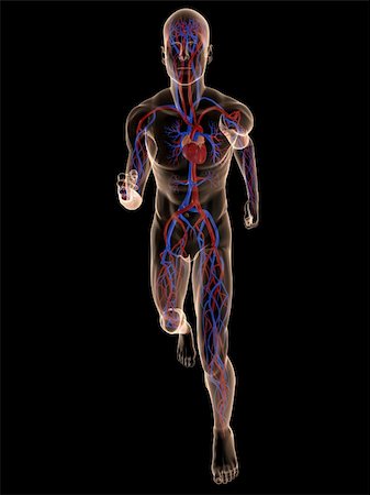 simsearch:400-04103615,k - 3d rendered illustration of a transparent running man with vascular system Stock Photo - Budget Royalty-Free & Subscription, Code: 400-05122225