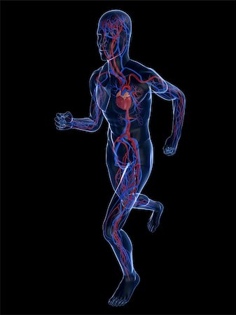 simsearch:400-04103615,k - 3d rendered illustration of a transparent running man with vascular system Foto de stock - Super Valor sin royalties y Suscripción, Código: 400-05122226