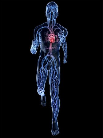 simsearch:400-04595056,k - 3d rendered illustration of a transparent running man with vascular system and highlighted heart Photographie de stock - Aubaine LD & Abonnement, Code: 400-05122228