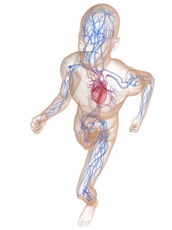 simsearch:400-04595056,k - 3d rendered illustration of a transparent running man with vascular system and highlighted heart Photographie de stock - Aubaine LD & Abonnement, Code: 400-05122229