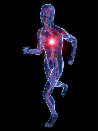 simsearch:400-04103615,k - 3d rendered illustration of a transparent running man with vascular system and highlighted heart Stock Photo - Budget Royalty-Free & Subscription, Code: 400-05122232