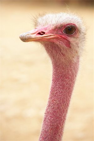 simsearch:400-04916917,k - Portrait of a female ostrich with copy space. Shallow Depth of Field Fotografie stock - Microstock e Abbonamento, Codice: 400-05122360