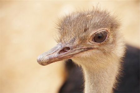 simsearch:400-04916917,k - Portrait of a scruffy male ostrich with copy space. Shallow Depth of Field Fotografie stock - Microstock e Abbonamento, Codice: 400-05122361