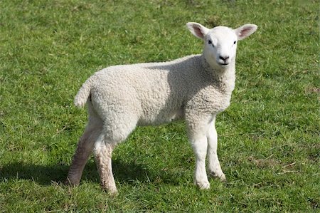 simsearch:400-04478701,k - Lamb a week or two old taken in suffolk, uk Stockbilder - Microstock & Abonnement, Bildnummer: 400-05122510