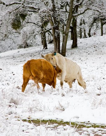 fourche (agriculture) - Two Cows Fighting in a Field Covered with Snow Stock Photo - Budget Royalty-Free & Subscription, Code: 400-05122565