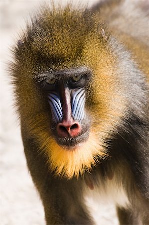 female mandrill fast running  in afternoon sun Stock Photo - Budget Royalty-Free & Subscription, Code: 400-05122634