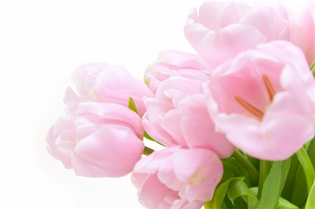 simsearch:400-06095720,k - Tulips flowers  / horizontal with copyspace  / isolated on white Stock Photo - Budget Royalty-Free & Subscription, Code: 400-05122698