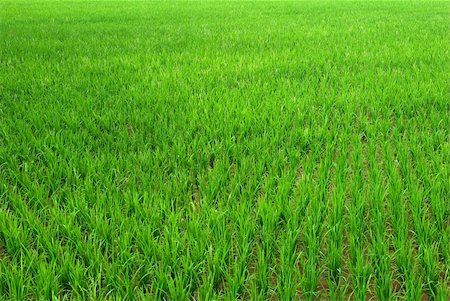 simsearch:400-05160292,k - It is a green new rice land background. Stock Photo - Budget Royalty-Free & Subscription, Code: 400-05122977