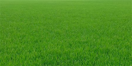 simsearch:400-05160292,k - It is a green new rice land background. Stock Photo - Budget Royalty-Free & Subscription, Code: 400-05122978