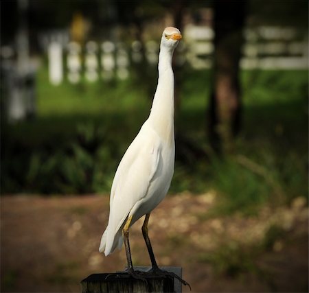 Cattle egret commonly seen Florida bird Stockbilder - Microstock & Abonnement, Bildnummer: 400-05122994