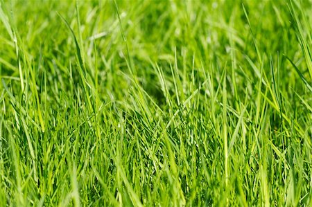 simsearch:400-03945601,k - grass background fine close up image Stock Photo - Budget Royalty-Free & Subscription, Code: 400-05123106