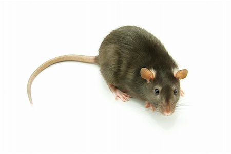 simsearch:400-04719873,k - funny rat  isolated on white background Stock Photo - Budget Royalty-Free & Subscription, Code: 400-05123442