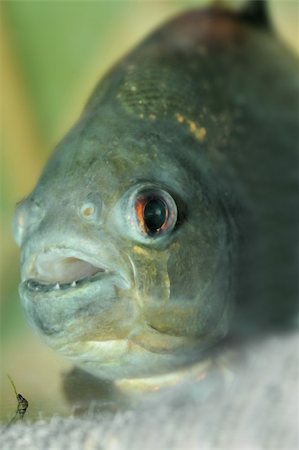 scary animal mouth - piranha.predatory fish found in South America that attacks other fish animals and occasionally humans Stock Photo - Budget Royalty-Free & Subscription, Code: 400-05123541