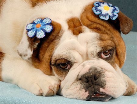 fat dog - adorable english bulldog with blue flowers in her hair Stock Photo - Budget Royalty-Free & Subscription, Code: 400-05123602