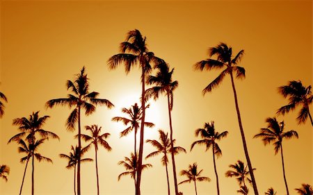 The silhouettes of a bunch of palm trees shot against the setting sun. Fotografie stock - Microstock e Abbonamento, Codice: 400-05123723