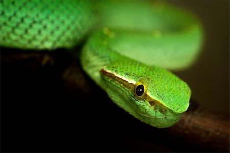 simsearch:400-07099921,k - Close-up portrait of a green snake (temple pit viper or Tropidolaemus subannulatus) on a branch. Photographie de stock - Aubaine LD & Abonnement, Code: 400-05134080