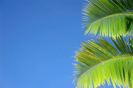 sunlit palm tree fronds against clear blue sky Stock Photo - Budget Royalty-Free & Subscription, Code: 400-05134126