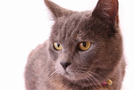 simsearch:400-06334001,k - Cat portrait isolated Foto de stock - Super Valor sin royalties y Suscripción, Código: 400-05134182