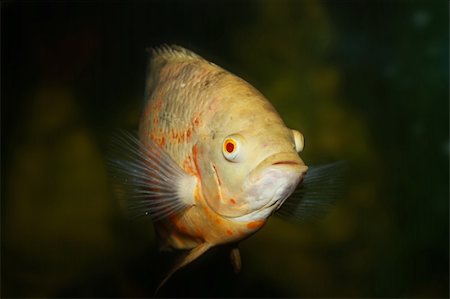 simsearch:400-07819019,k - Fish in aquarium Stock Photo - Budget Royalty-Free & Subscription, Code: 400-05134222