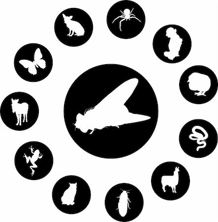 Animals. Set of 12 round vector buttons for web Stock Photo - Budget Royalty-Free & Subscription, Code: 400-05134540