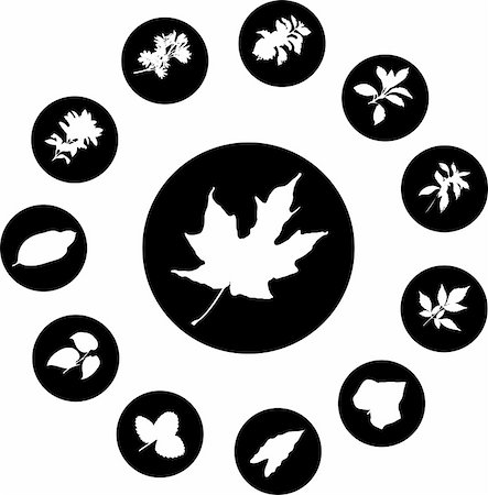 simsearch:640-02950655,k - The set from silhouettes of leaves, is presented in the form of 12 buttons. Stockbilder - Microstock & Abonnement, Bildnummer: 400-05134566