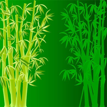 vector illustration of bamboo on green Stockbilder - Microstock & Abonnement, Bildnummer: 400-05134642