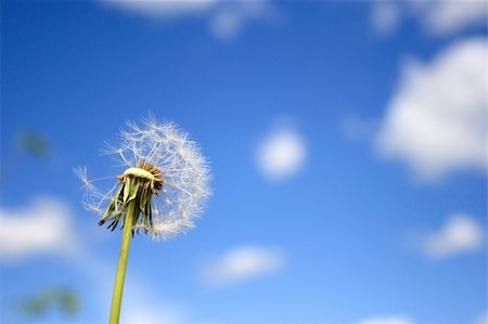 Beautiful dandelion Stock Photo - Budget Royalty-Free & Subscription, Code: 400-05134697