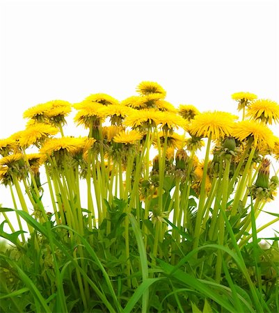 simsearch:400-07626311,k - A photography of beautiful yellow isolated dandelion Stock Photo - Budget Royalty-Free & Subscription, Code: 400-05134706