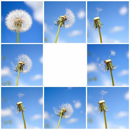 Beautiful dandelion collage Stock Photo - Budget Royalty-Free & Subscription, Code: 400-05134712