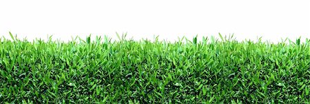 Spring, green grass background Stock Photo - Budget Royalty-Free & Subscription, Code: 400-05134728