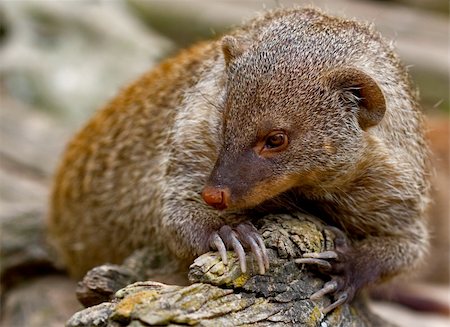 simsearch:400-05233768,k - Banded Mongoose (Mungos mungo) Stock Photo - Budget Royalty-Free & Subscription, Code: 400-05134821