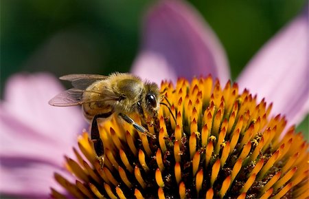 simsearch:400-04072806,k - Macro shot of honeybee on flower Photographie de stock - Aubaine LD & Abonnement, Code: 400-05134822