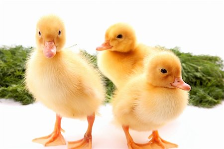 duckling on green background  on white Stock Photo - Budget Royalty-Free & Subscription, Code: 400-05135238