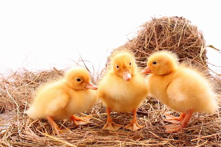 three yellow fluffy ducklings Stock Photo - Budget Royalty-Free & Subscription, Code: 400-05135241
