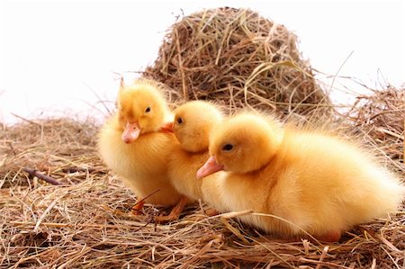 three yellow fluffy ducklings Stock Photo - Budget Royalty-Free & Subscription, Code: 400-05135242