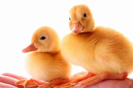 two yellow fluffy ducklings on the hand Stock Photo - Budget Royalty-Free & Subscription, Code: 400-05135243