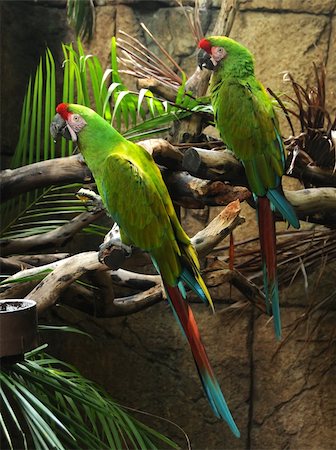 Pair of colorful green Amazon parrots Stock Photo - Budget Royalty-Free & Subscription, Code: 400-05135268