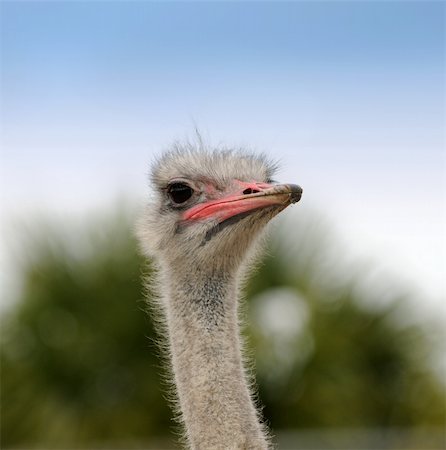 Portrait view of wild ostrich Photographie de stock - Aubaine LD & Abonnement, Code: 400-05135279