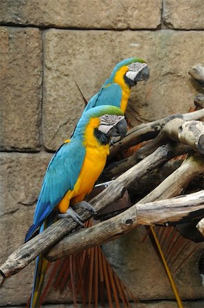 Two macaws in the Central America Stock Photo - Budget Royalty-Free & Subscription, Code: 400-05135281