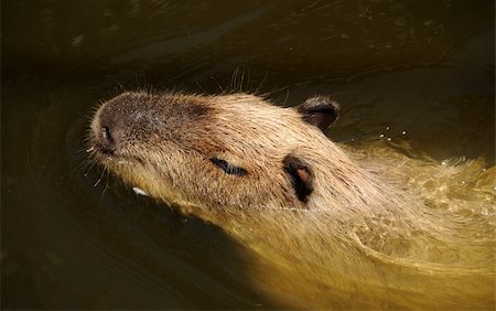 Capybara swimming (Hydrochoerus hydrochaeris) in lake Photographie de stock - Aubaine LD & Abonnement, Code: 400-05135283