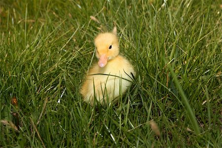 A yellow fluffy ducklings Photographie de stock - Aubaine LD & Abonnement, Code: 400-05135628