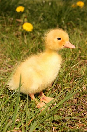 A yellow fluffy ducklings Stock Photo - Budget Royalty-Free & Subscription, Code: 400-05135630