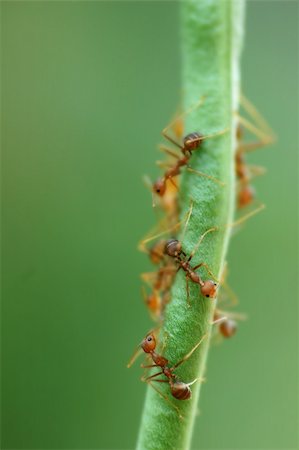 simsearch:400-03984889,k - Macro of Formicidae ants on green bean with low depth of field Foto de stock - Super Valor sin royalties y Suscripción, Código: 400-05135859