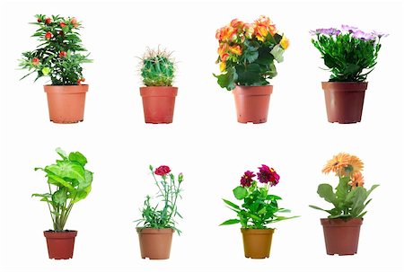 superdumb (artist) - Several potted plants isolated over white background Foto de stock - Super Valor sin royalties y Suscripción, Código: 400-05135927