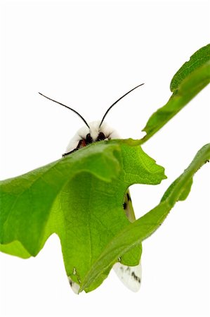 simsearch:400-04513601,k - Vestal Tiger Moth, Spilosoma vestalis, on Oak Leaf Fotografie stock - Microstock e Abbonamento, Codice: 400-05136058