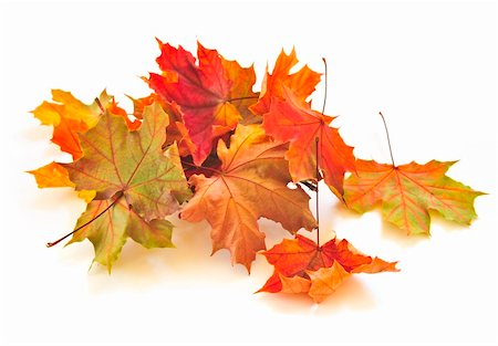 simsearch:400-03956141,k - Dry colorful autumn leaves on white background Photographie de stock - Aubaine LD & Abonnement, Code: 400-05136072