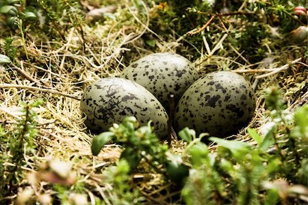 seagull bird nest - Nest with eggs of a seagull in wood Stock Photo - Budget Royalty-Free & Subscription, Code: 400-05136131