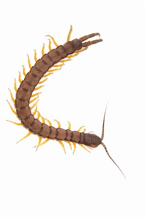 simsearch:400-04282037,k - An isolated to white image of a Centipede in the shape of a letter C Stock Photo - Budget Royalty-Free & Subscription, Code: 400-05136267